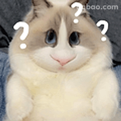猫咪一脸问号