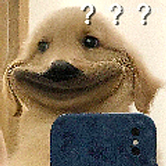 海豹疑惑三连问