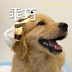 乖巧小狗戴帽