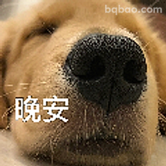 狗狗晚安鼻头特写
