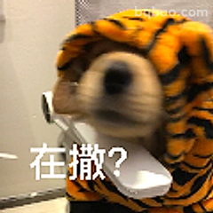 在撒？老虎头狗狗