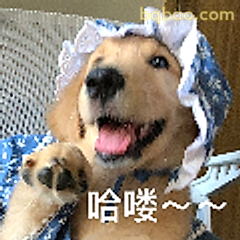 哈喽～～狗狗打招呼