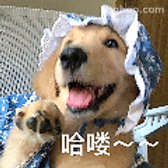 哈喽～～狗狗打招呼