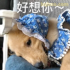 好想你～狗狗撒娇