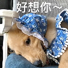 好想你～狗狗撒娇