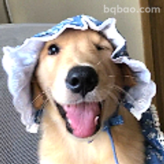 戴浴帽的快乐金毛