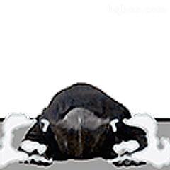 趴地不动的乌龟