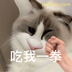 吃我一拳猫咪