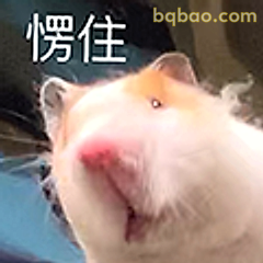 仓鼠愣住表情包