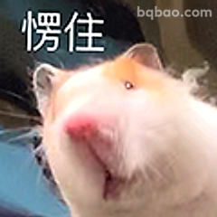 仓鼠愣住表情包