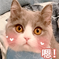 猫咪嗯！撒娇表情