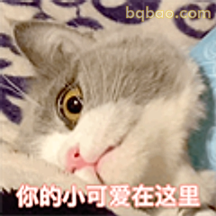 你的小可爱在这里