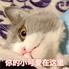 你的小可爱在这里