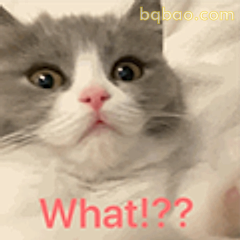 猫咪惊呆What!!?