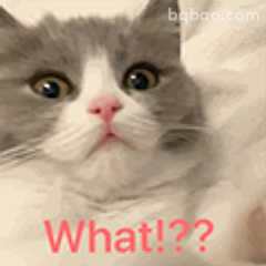 猫咪惊呆What!!?