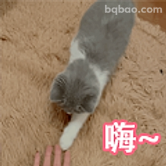 猫咪伸爪打招呼