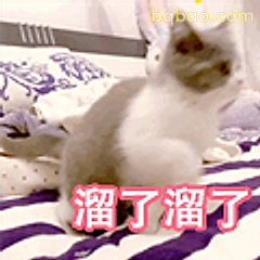 溜了溜了小猫咪 - 搞笑图片 GIF 表情包 - 表情包 - bqbao.com