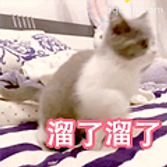 溜了溜了小猫咪