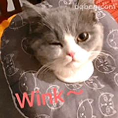 猫咪wink卖萌