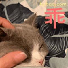 乖猫被摸头