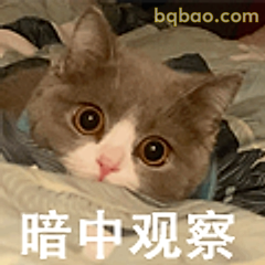 暗中观察小猫
