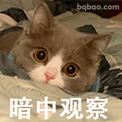 暗中观察小猫