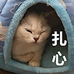 猫猫扎心了