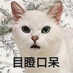 目瞪口呆小猫