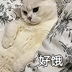 好饿的猫咪