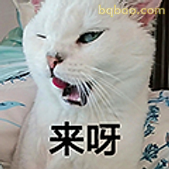 来呀白猫张嘴叫