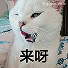 来呀白猫张嘴叫