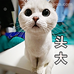 头大猫咪表情包