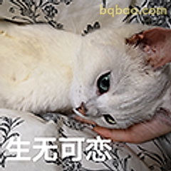 生无可恋白猫