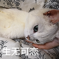 生无可恋白猫