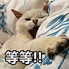 等等!!猫咪拦住你