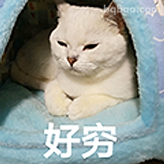好穷猫躺平