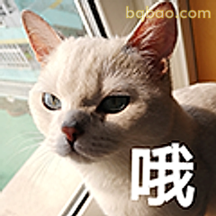 猫咪哦表情包