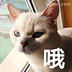 猫咪哦表情包