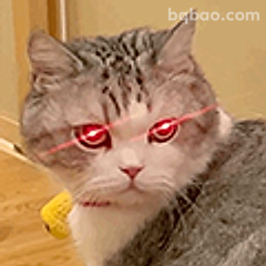 激光眼猫咪盯你