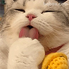 猫咪舔爪萌态