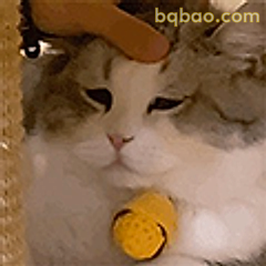 猫猫被摸头好享受