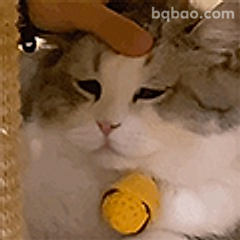 猫猫被摸头好享受