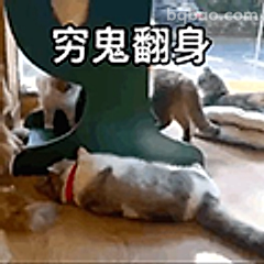 穷鬼翻身猫咪
