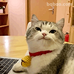 傲娇猫咪歪头杀