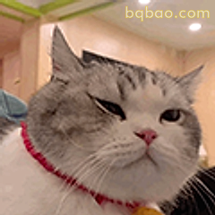 猫主子翻白眼