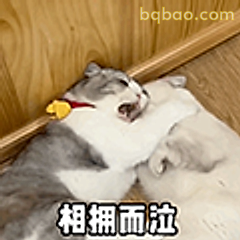 相拥而泣的猫咪