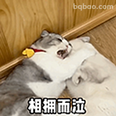 相拥而泣的猫咪