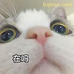 在吗？猫咪灵魂发问