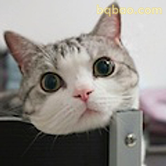 猫咪探头萌翻了
