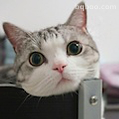 猫咪探头萌翻了